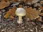 Gyilkos galóca (Amanita phalloides), Budai-hegység